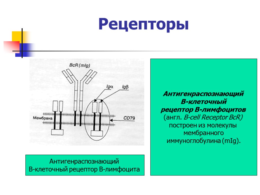 Рецепторы Антигенраспознающий В-клеточный рецептор В-лимфоцитов (англ. B-cell Receptor BcR) построен из молекулы мембранного иммуноглобулина